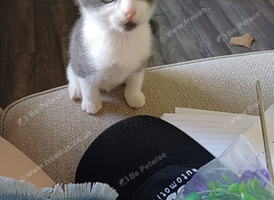 Kitten