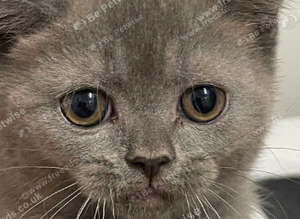 Scottish straight kitten mum and dad both Scottish fold