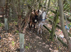 Mediterranean donkey Jack foal