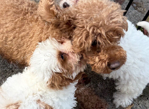 Cavapoo girls for sale