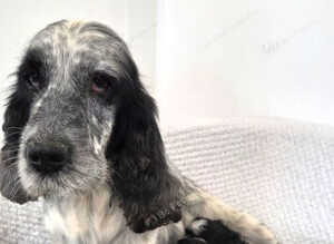 Health tested cockapoo puppies
