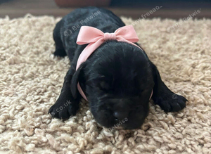 Cocker spaniel puppies