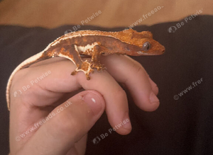Lily white crested gecko
