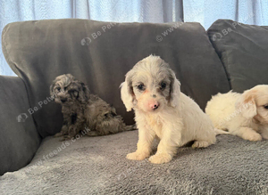 10 beautiful cockapoo puppies