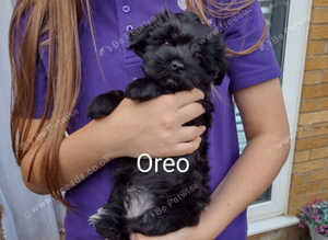 Yorkie puppies