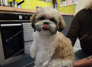 Shih tzu pupy