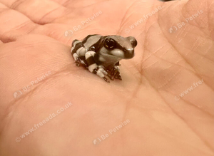 Baby milk frogs ready now
