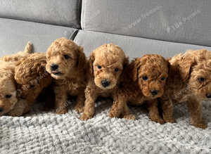 F1B Poochoon cross Toy poodle