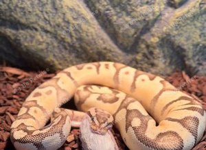 Firefly Enchi BP