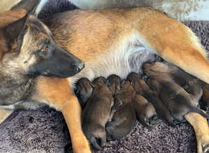 Belgian shepherd puppies