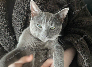 Lost cat