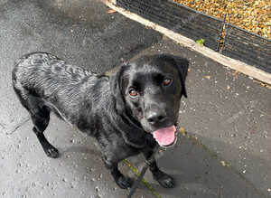 URGENT-  3 year old lab