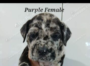 Puppy wanted