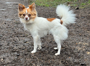Long haired chihuahua male