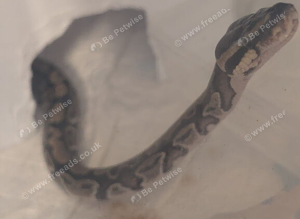 Normal Royals