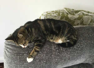 3 year old neutered male