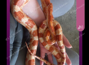 Corn / cali king snake
