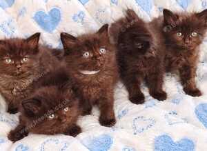 Ragdoll Maine Coon Cross Kittens - Gorgeous Little Fluffy Balls!