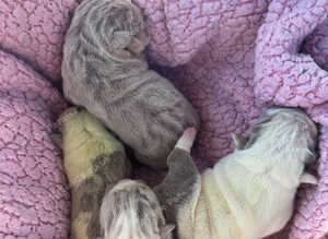 English bulldog puppies
