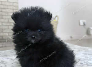 TEA CUP POMS CHAMPION KC PEDIGREE