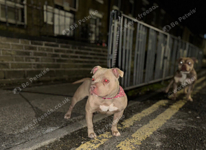 Pocket bully   female