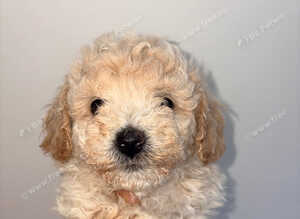 Two Adorable Puppies Looking for Their Forever Homes