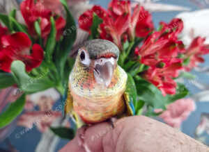 Conures Hand reared &ndash; PBFD & APV Negative DNA Sexed &pound;350 Each