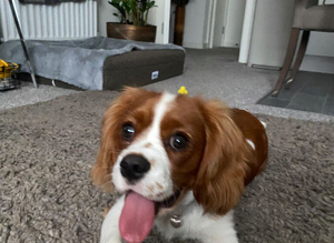 Bubu - one year for STUD