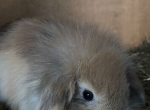 Moxed breed lops