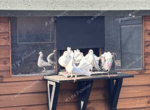 4 white fantails and 2 pied