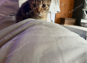Kittens ready now
