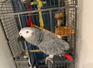 SUPER TAME AFRICAN GREY PARROT
