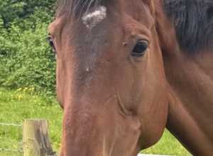 Blaenbran Equine Rest and Rehabilitation
