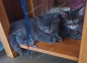 Ragdoll/Persian X  NEW PRICE Friendly, Fluffy Kittens looking for loving homes.