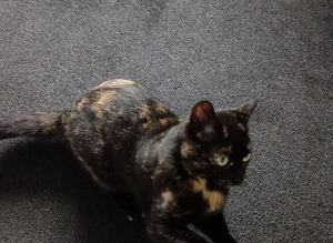 Cat 2years old