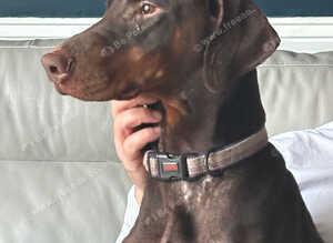 5 year old Doberman bitch