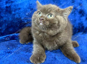 Top pedigree bsh kittens cinnamon and lilac gccf