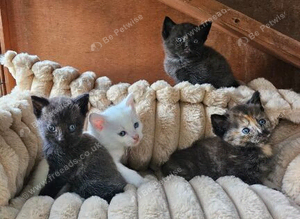 Three kittens for sale