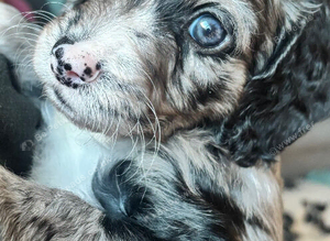 puppies