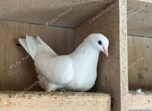 Hen fantail