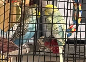 2 baby budgies