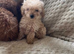 Cockapoo x poodle