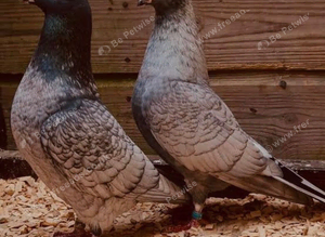 RARE COLOURED RUBELLA RACING PIGEON