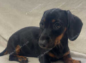 3 Dachshund Puppies for sale!!