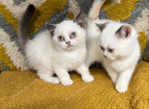 Pure British shorthair