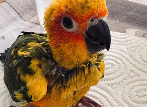 SUN CONURES SILLY TAME