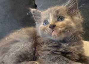 Maine Coon x bsh friendly bundles of fluff