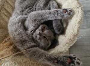 One kitten  left .sweet little blue Britishshorthair female kittens are available for sale