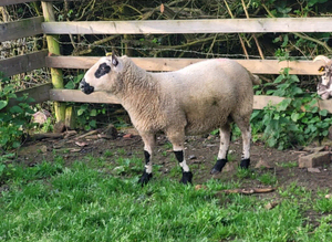 Wanted store sheep grazing ewes, cull ewes, store hoggs or store lambs