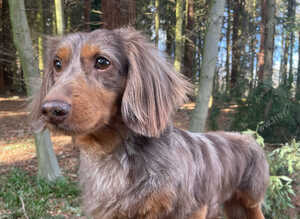 Mini long haired dapple boy